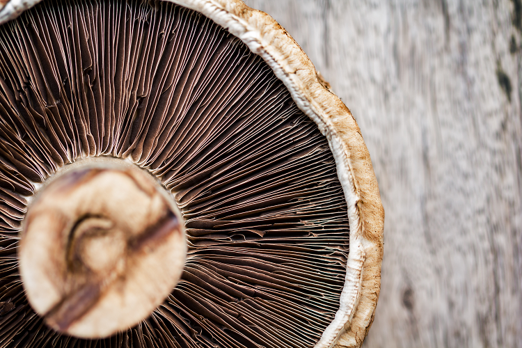 Portobello Mushrooms