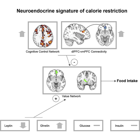 Neuroendocrine signature of calorie restriction
