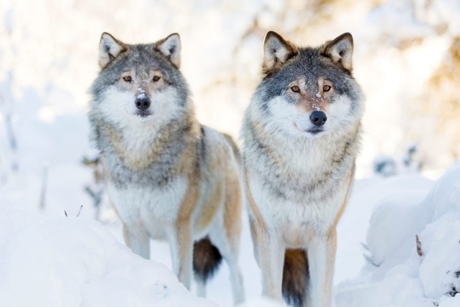 Wolves Don’t Lose Sleep Over The Opinion Of Sheep